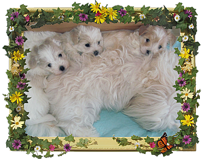 Happy Mother's Day to All Coton Moms! Happy Mother's Day to All Coton Moms!